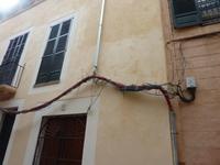 Palma für Elektriker