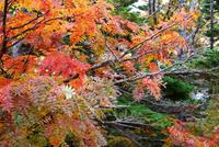 Indian Summer in Japan