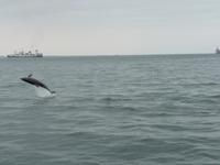 Delfine in Sicht