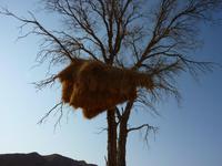 Nest des Weber-Vogels