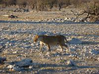 kaum in NP - und gleich der erste Löwe
