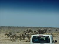 Elefantenherde im Anmarsch