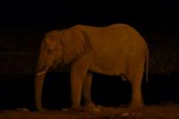 Nachts, am beleuchteten Wasserloch