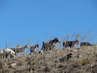 Wanderung im Zeichen des Halloumi