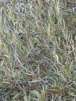 Wanderung oberhalb der Avagas-Schlucht