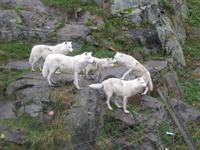 Omega Wildpark