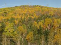 Goldene Wälder an der Straße nach Baie-Saint-Paul