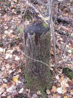 Der Bieber hat gearbeitet