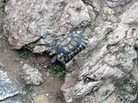 Auf der Akropolis in Athen lief uns eine Schildkröte über den Weg