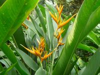 Singapur - Botanischer Garten