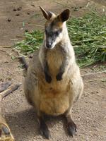Featherdale Wildlife Park - Wallaby