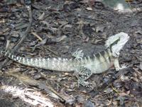 Port Douglas - Rainforest Habitat