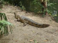 Port Douglas - Rainforest Habitat
