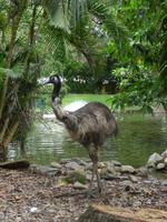 Port Douglas - Rainforest Habitat