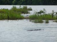 Daintree NP - Flussfahrt mit Krokodil