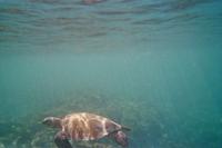 Unterwasserwelt vor Galápagos