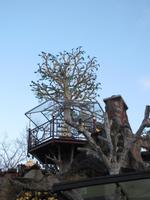 Vergoldeter Baum am Vulkan