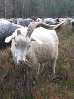 Eine einhörnige Ziege