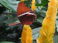 Schmetterlingshaus Insel Mainau