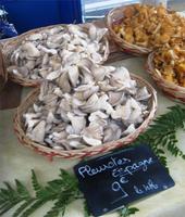 Pilze