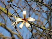 San Anton Gärten in Attard