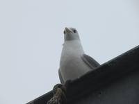 ist das vielleicht die Möwe Jonathan?