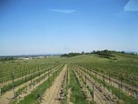 Weinbau-Landschaft