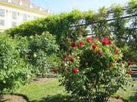 Rosengarten