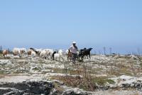 Ein Hirte und seine Schafe