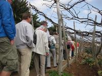 Besuch eines Weingutes in der Nähe von Camara de Lobos