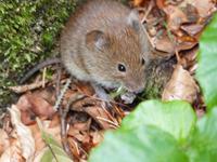 Haselmaus