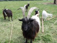 Waliser Ziegen auf dem Permahof