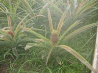 Ananas-Plantage bei Ponta Delgada