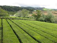 Teeplantage an der Nordküste der Insel