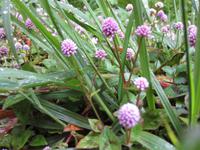 Kleeblüten am Wegesrand