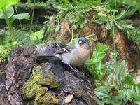 ... mal sehen, ob die Touristen etwas für mich haben