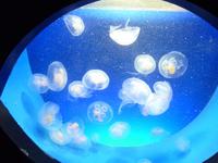 Entstehung des Lebens