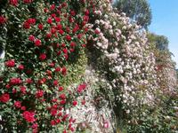 KLetterrosen auf der Isola Bella