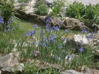 Iris im Alpinen Garten