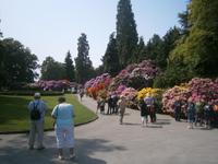 Ein Blütenmeer auf der Blumeninsel Mainau