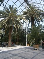 Im Palmenhaus