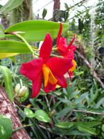 Im Orchideengarten