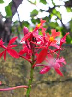 Orchidee im Botanischen Garten