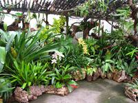 Im Orchideengarten