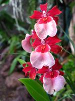 Im Orchideengarten