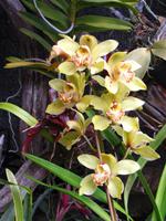 Im Orchideengarten