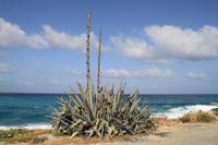 Spaziergang zur Coral Bay