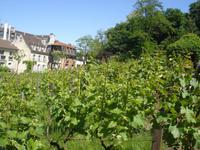 Paris Weinberge auf Montmartre