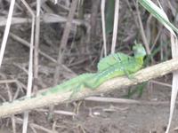 Basilisk