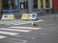 Wohlerzogene isländische Möven